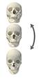 picht skull