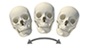 roll skull