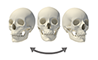 yaw skull